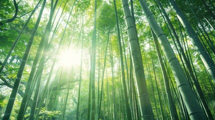 Sticker - Lush green bamboo forest with sunbeams shining through.