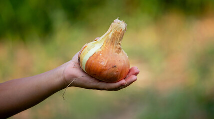 Poster - the child holds an onion in his hands.harvest