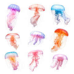 Sticker - PNG jellyfish element set, transparent background