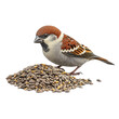 © North - Sparrow feeding on a pile of seeds. The bird's detailed feathers and vibrant colors are vividly captured.