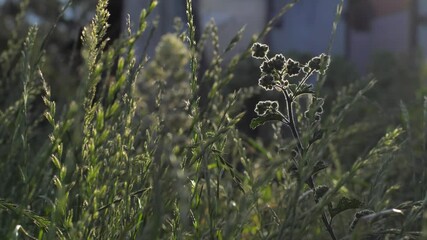 Wall Mural - close-up of grasses swaying gently in the breeze under the summer sun.