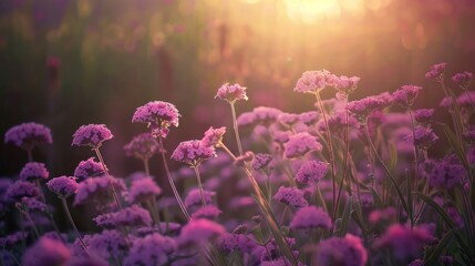 Canvas Print - Purple wildflowers bathed in warm sunset light.