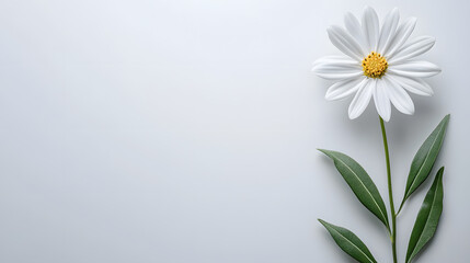 Wall Mural - a minimalist elegant white background with a delicate kala flower on the right side