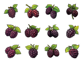 Wall Mural - Blackberry clipart design illustration