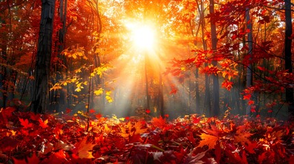 Wall Mural - Vibrant Autumn Forest with Sunlight Filtering Through Leaves