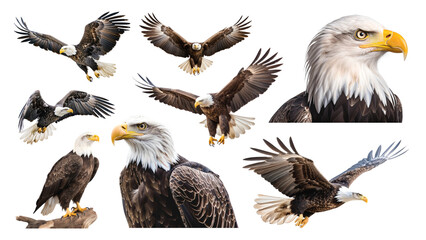 Poster - PNG eagle bird element set, transparent background