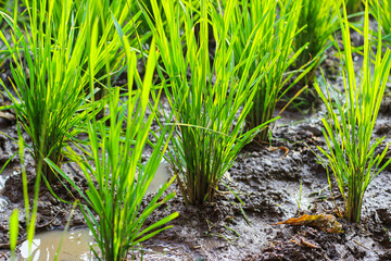 Young rice plants stand tall and healthy, creating a carpet of dense, uniform green foliage