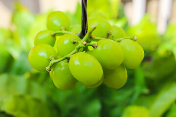 bunch of green grapes