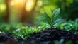 © abangaboy - Green Sprout Growing in Soil with Sunlight