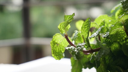 Fresh green mint leaves, Concept healthy diet.