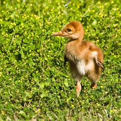 A cute downy feathered newborn sandhill crane colt is standing a green groundcover in a wetland in Circle B Bar Reserve in Florida.