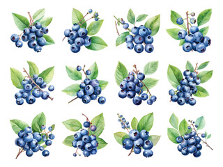 Wall Mural - Watercolor blueberry clipart design illustration