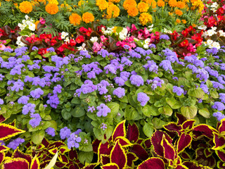 Wall Mural - Beautiful multi-colored flowers grow in the park on the ground. Background