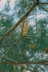 Wall Mural - Pine flower close up. Flowering coniferous tree during the season. Rich and rich colors in the botanical garden.
