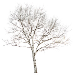 Wall Mural - PNG Bare birch tree winter scene