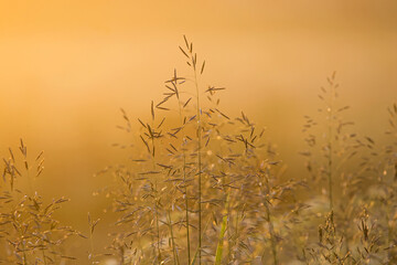 Meadow grasses in the backlight of sunset on a warm summer evening. Natural mixed herbs of northern Europe.