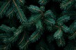 © Bundi - A Christmas Fir tree brunch textured background. A fluffy pine tree brunch close up. A green spruce tree brunch