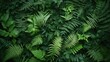 © KYR - Dense fern leaves overlapping to create a rich, green background