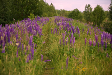 Wall Mural - Beautiful natural background of a meadow covered with purple lupine flowers.