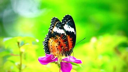 Wall Mural - butterfly on a flower