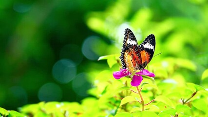 Wall Mural - butterfly on a flower