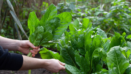 giant spinach leaves in the ecological garden - hervest time.