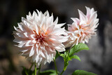 cafe au lait dahlia flower