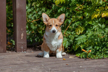 A puppy is a Welsh Corgi dog on a summer walk