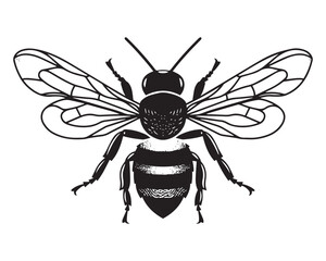  Vintage Black and White Vector Illustration of a Honeybee in Engraved Style hand-drawn