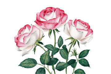 Wall Mural - Watercolor Illustration Of A Group Of Beautiful Roses On Transparent Background