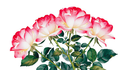 Wall Mural - Watercolor Illustration Of A Group Of Beautiful Roses On Transparent Background