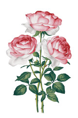 Canvas Print - Watercolor Illustration Of A Group Of Beautiful Roses On Transparent Background