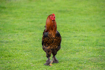 Downy chickens, Cochin, Brahma, a beautiful rooster walks in a clearing with green grass. Household raising chickens