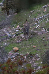 Poster - iberian lynx