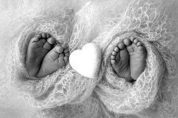 Feet of newborn twins. Two pairs of baby feet in a blanket. White knitted heart. Close up - toes, heels and feet of a newborn Newborn twins brothers, sisters. Studio black and white macro photograph.