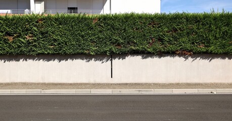 Fence made of off-white concrete wall with high privacy hedge. Residential building and sky behind. Sidewalk and street in front. Background for copy space	