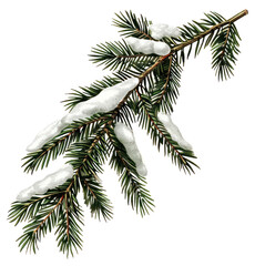 Canvas Print - PNG Snow-covered evergreen branch illustration