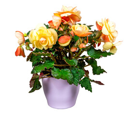 Wall Mural - Isolated potted begonia flower