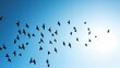 © Veayo - A flock of birds flying in formation against a clear blue sky, capturing a sense of freedom and movement.