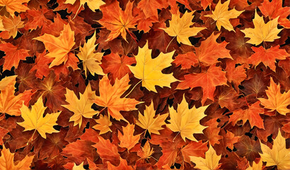 Wall Mural - Autumnal vibrant orange maple leaves background