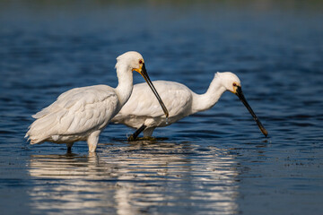 Wall Mural - Spatule blanche (Platalea leucorodia - Eurasian Spoonbill)