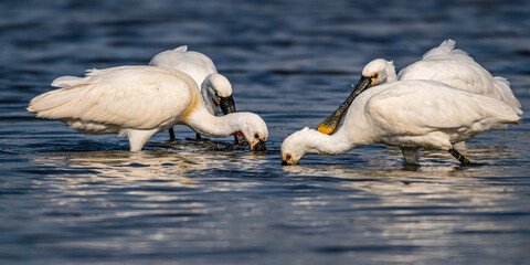 Wall Mural - Spatule blanche (Platalea leucorodia - Eurasian Spoonbill)