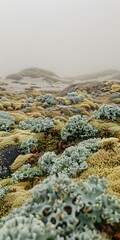 Poster - Closeup of Green Mossy Landscape in Foggy Weather