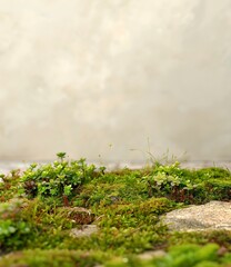 Poster - Green Moss Background Image