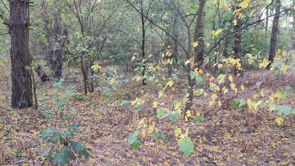 Wall Mural - autumn trees. dry branches with leaves. yellow and green leaves on a tree. wind sways autumn leaves. trees in autumn