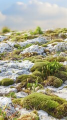 Wall Mural - Green Moss on Rocks in a Sunny Day