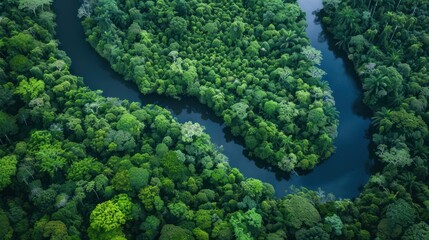 Wall Mural - Aerial View of a River Winding Through Lush Green Rainforest