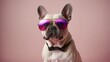 © LoFi J. - French Bulldog dog with sunglasses on pink studio background.