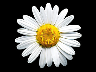 Wall Mural - chamomile flower or White Daisy isolated. Chamomile officinalis flower