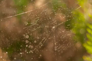 spider web with dew drops